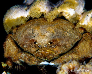 My favourite sponge crab - I call him "Tank".  He's huge ... by Elaine Wallace 
